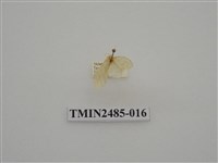 藏品(半明苔蛾)的圖片